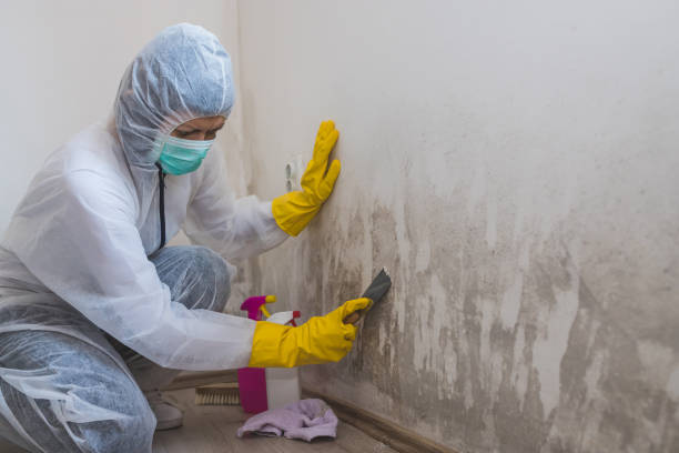 Best Post-Construction Mold Inspection  in Rio Del Mar, CA